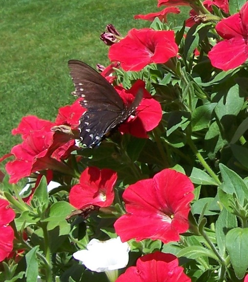 Butterfly on flower in the gardens at Tanglewood