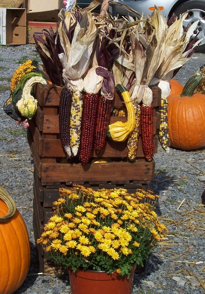 Suitably for fall, a vendor displays indian corn and gourds