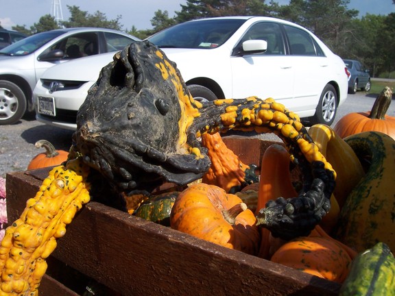 Some gourds come in strange shapes. This one is a sea monster.