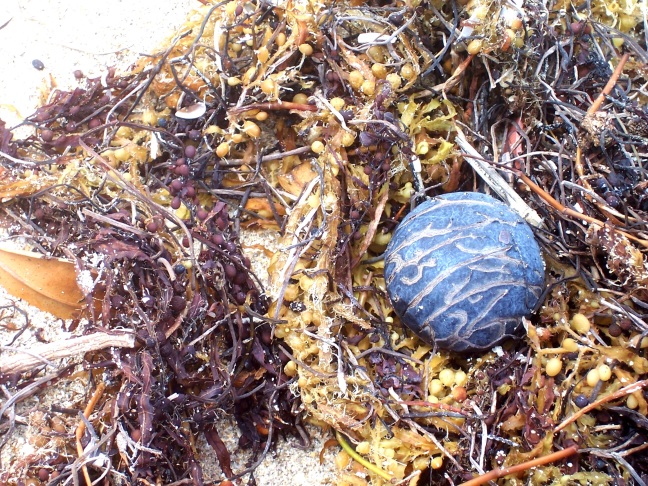 Strange ball among the seaweed, Bal Harbour, FL