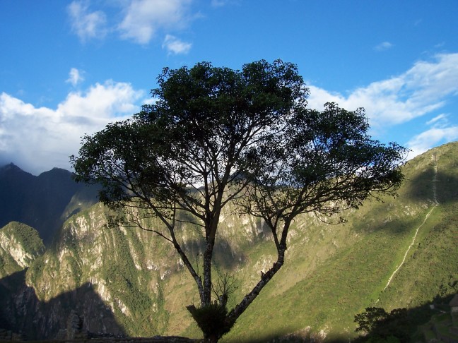 The lone tree in silhouette, Machu Picchu