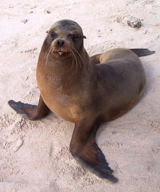 Sea lion is a wannabe model, Santa Fe, Galapagos