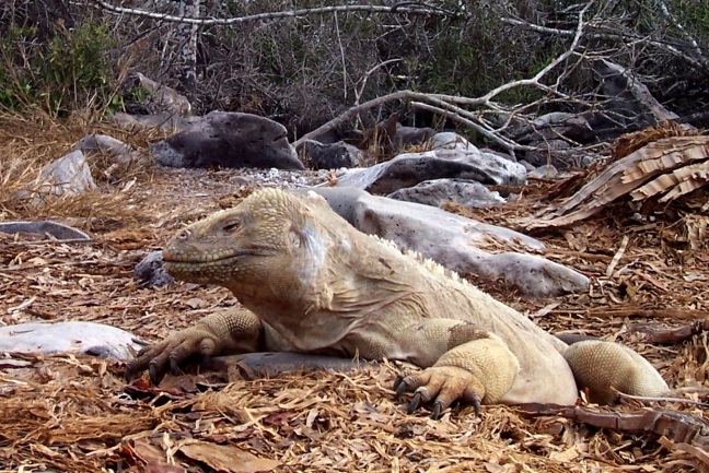 Iguana guarding his plate, Santa Fe, Galapagos