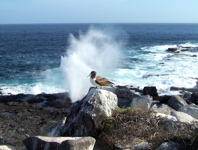 Gull backdropped by blowhole, Punta Suarez, Espanola, Galapagos