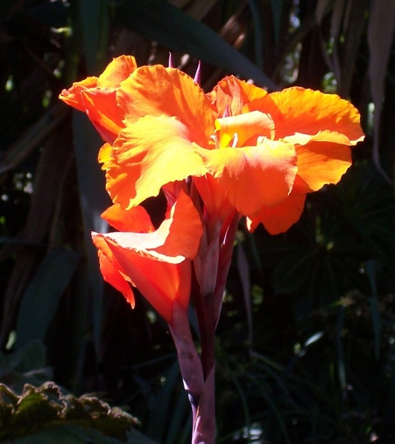 Yellow Canna Lily at Botanical Garden of Quito, Ecuador