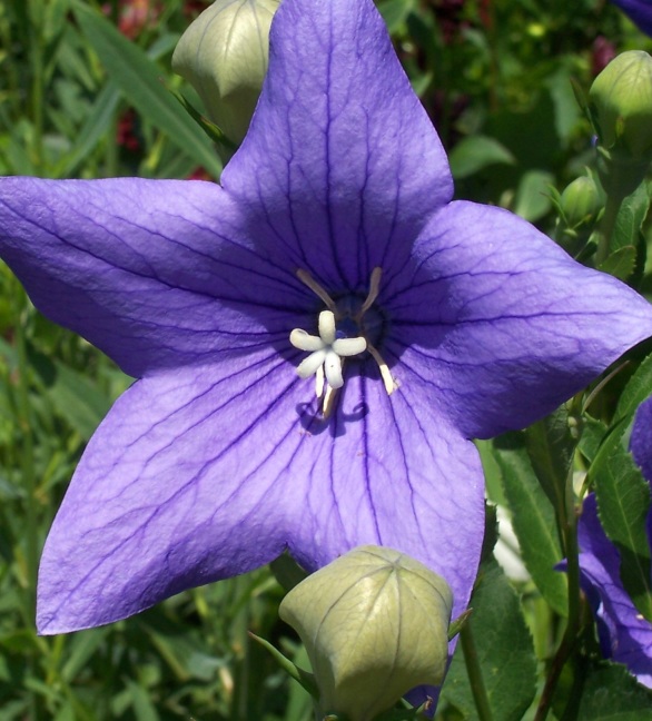 Flower in English garden, Edith Wharton's The Mount, Lenox, MA