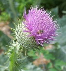  Thistle with bee, Berkshire Botanical Gardens, Stockbridge, MA