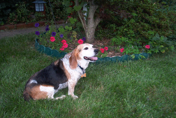 Daisy enjoying a brief rest from guarding the flowers