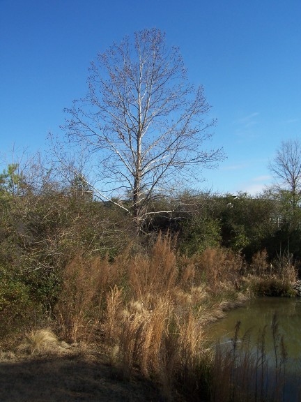 One tree by the pond at Croasdaile Farms, Durham NC