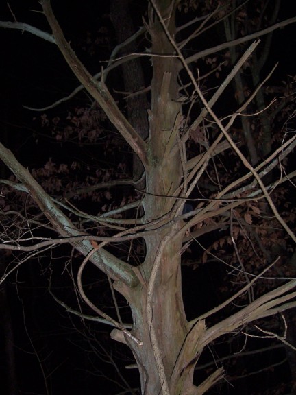 A tree spans the night sky at the Botanical Garden