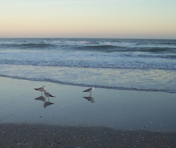 Gulls await supper