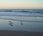  Gulls await supper