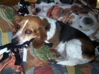  Lucy regards Tanner warily, but sits still for a good shot