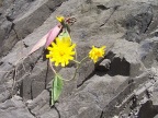  Crannied flower on the walk back to the Polar Star in Bergen