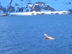  A gull welcomes us to Hornsund