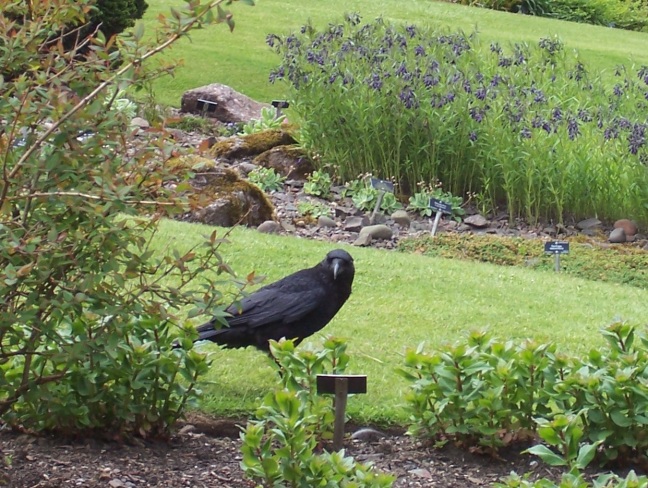 Cheeky crow greets us to the Royal Botanical Gardens