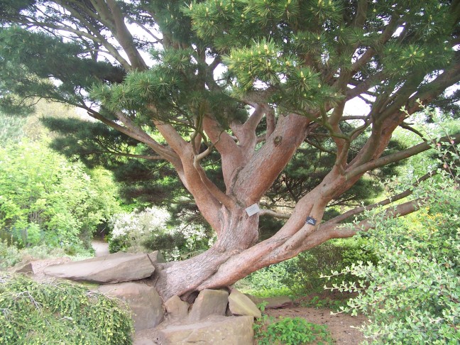 Ancient tree in the Royal Botanical Gardens, Edinburgh