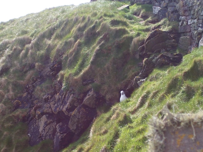 Nesting gull at Sumburgh Head