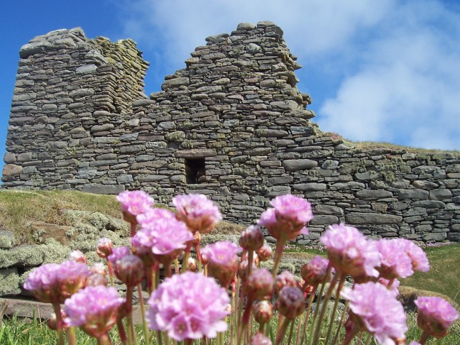 More recent stone residence seen past flowers at Jarlshof