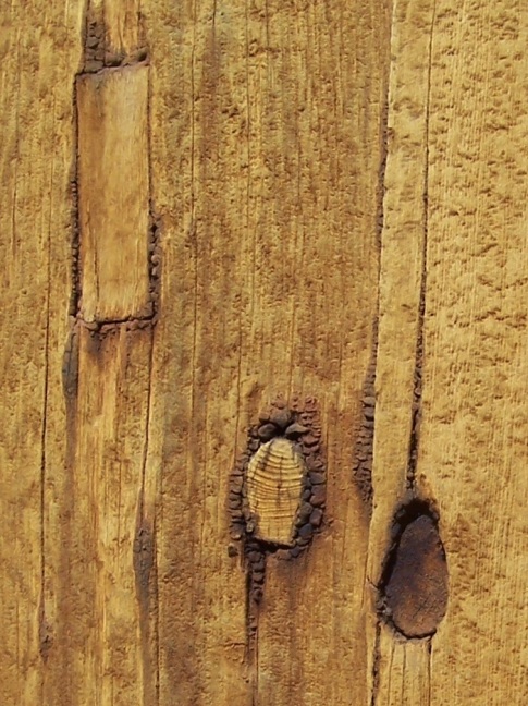 Wood detail of a nail-less old stave church at the Trondelag Folk Museum, Trondheim, Norway