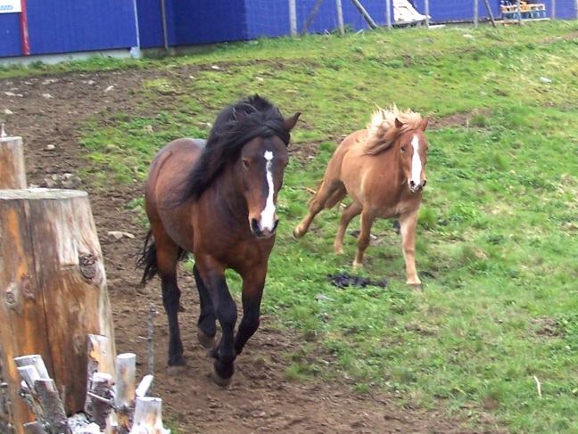 Horses galloping around their enclosure