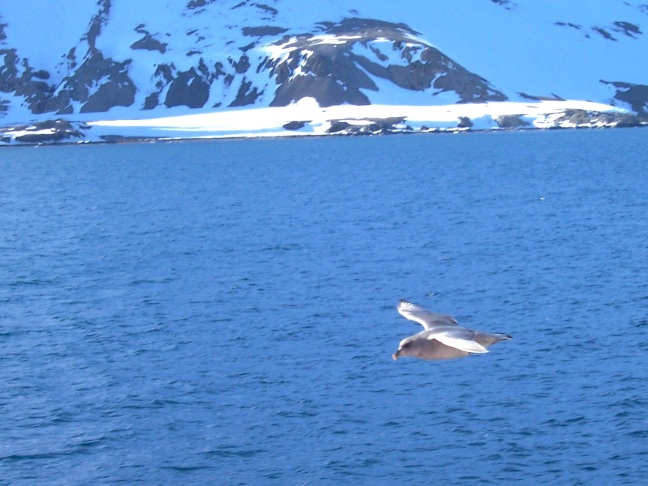 Gull following the Polar Star in Samarin Fjord, Hornsund, Svalbard