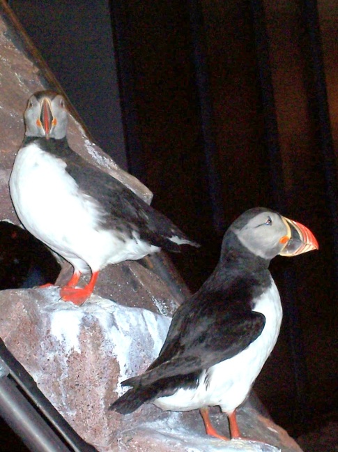 Puffins in the Svalbard Museum