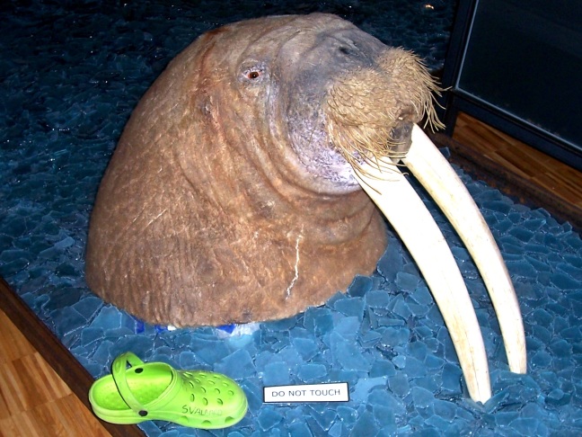 Him walrus am big fella in Longyearbyen