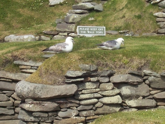 Illiterate gulls (Shetland Islands)