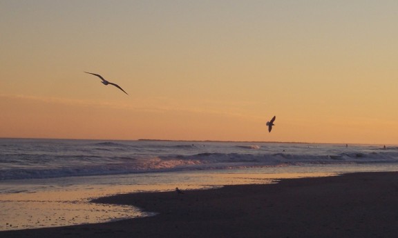 Gulls at sunset (Christmas, Wrightsville Beach, NC)