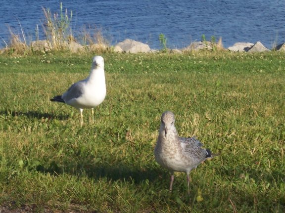 Birds in Heritage Park, Barrie, Ontario