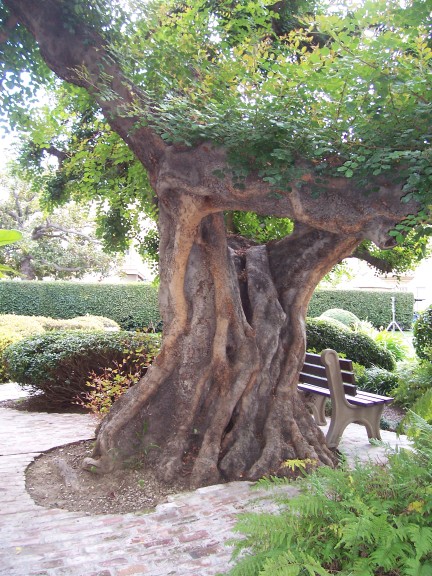  Ancient tree in Lucy's garden at Paramount Studios