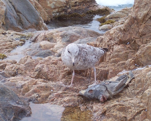  At the shore this gull guards his find