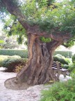  Ancient tree in Lucy&s garden at Paramount Studios