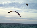  It is hard to get a shot of a bird. Here I got two. (In Cabo San Lucas.)