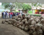  After the ziplines we toured the tequilla factory. Here agave piña await cooking, crushing, extraction, and fermentation