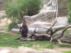  A lowland gorilla checks his eyeballs in a mirror