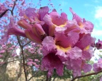  A showy flower in the Chandler Herb Garden