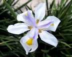  Another showy flower in the Chandler Herb Garden