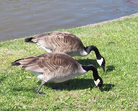  An animal pair