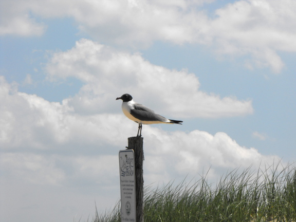  Fenwick Island State Park