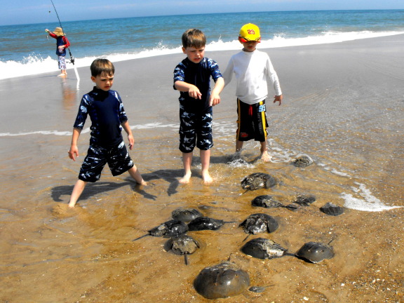  Horseshoe crab collectors busy at work