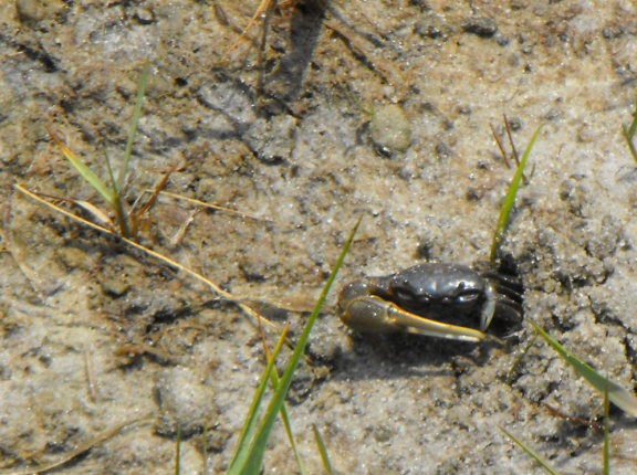  Fiddler crab at Chincoteague. Shot with my highest zoom.