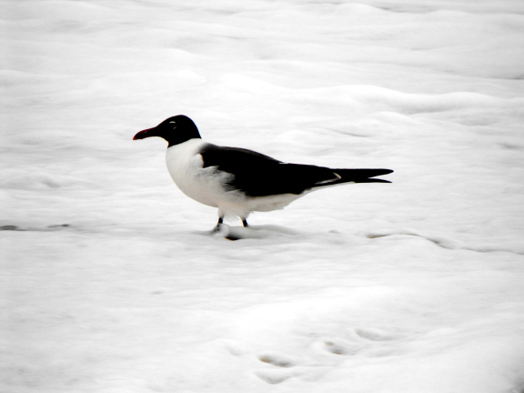  No snow, just foam at Bethany Beach beach