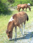  Wild horses at Chincoteague