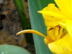 Yellow flower at Longwood Gardens