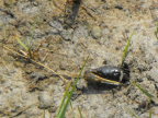  Fiddler crab at Chincoteague.  Shot with my highest zoom.