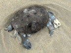  Turtle carcase washed up on Bethany Beach