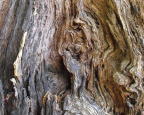  Trunk section at NC Botanical Garden