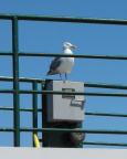  Gull surveying Puget Sound from the Edmonds/Kingston Ferry